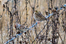 American Tree Sparrow